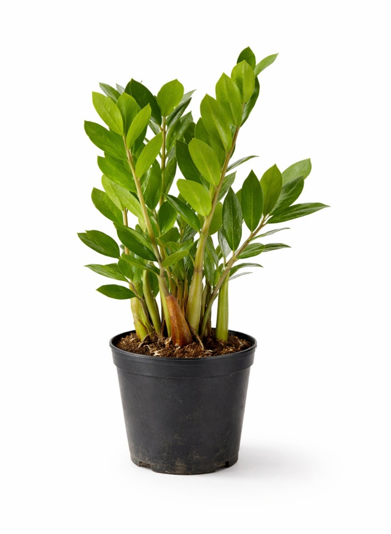 بلانت نبات زاميوكولكاس زاميفوليا الأخضر الداخلي (ارتفاع 20-30 سم) | نبات ZZ حي | نبات مثالي لتزيين المنزل والمكتب، يتحمل الإضاءة المنخفضة ولا يحتاج إلى عناية كبيرة. - Image 3